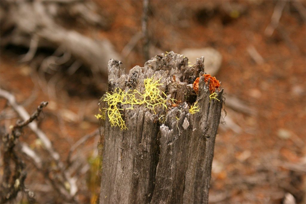 a group of ants on a tree stump