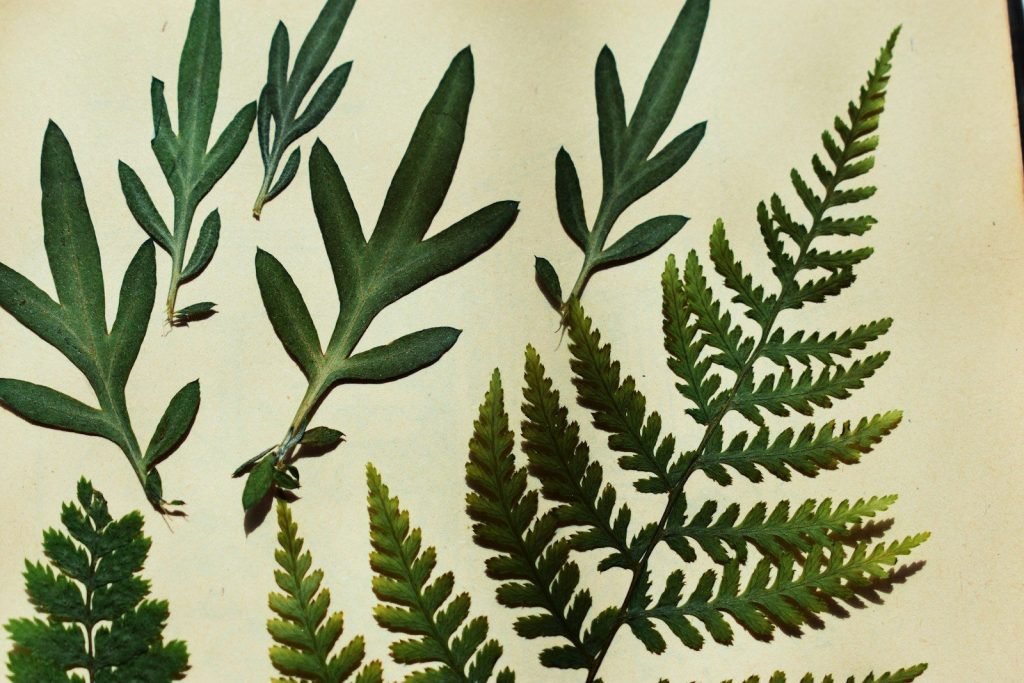 Pressed leaves and ferns displayed on paper.