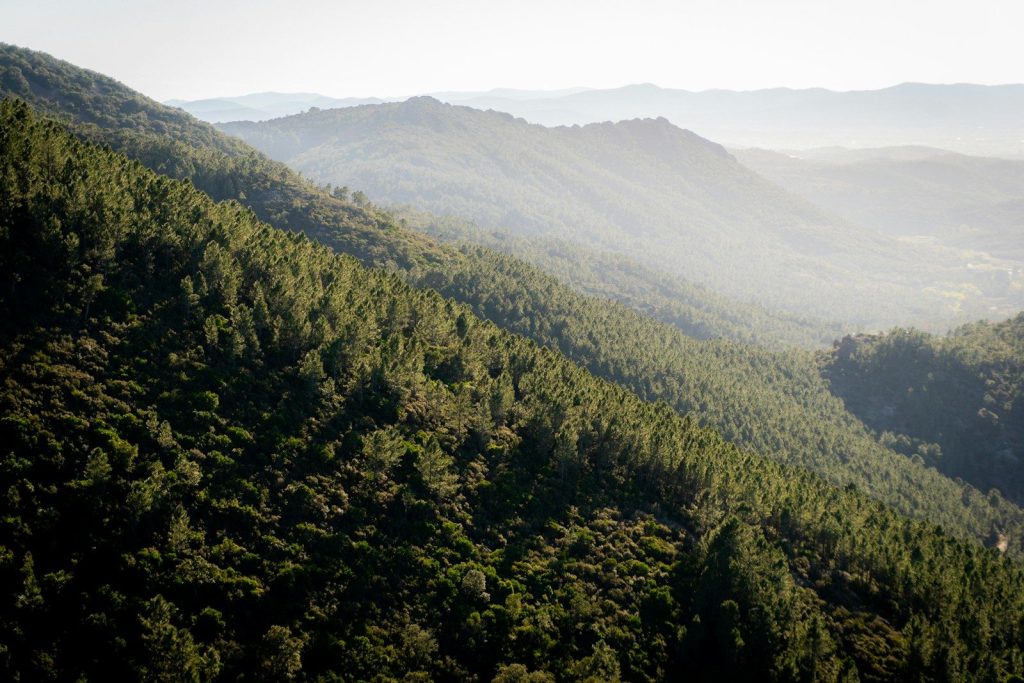 Lush green forest covering rolling hills under a hazy sky