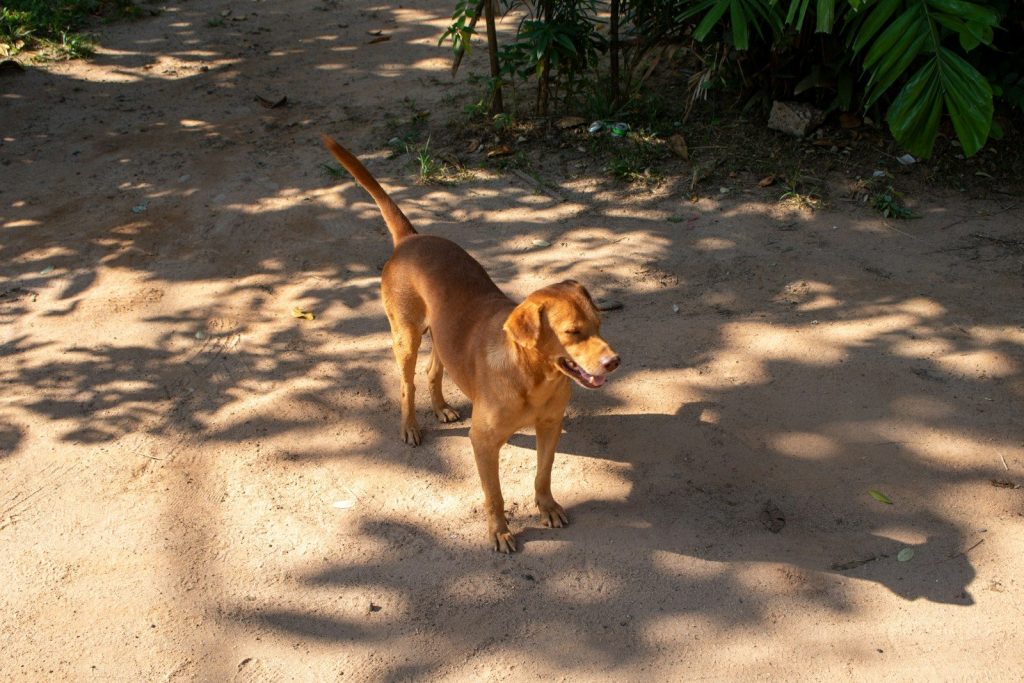 A brown dog stands outdoors on a path.