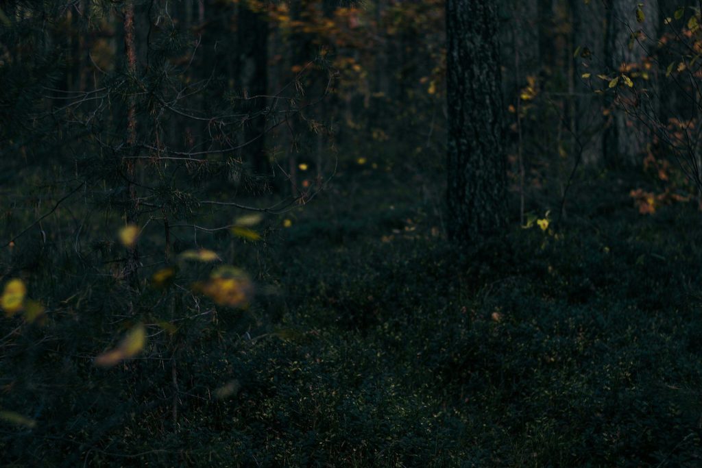 selective focus photography of plants