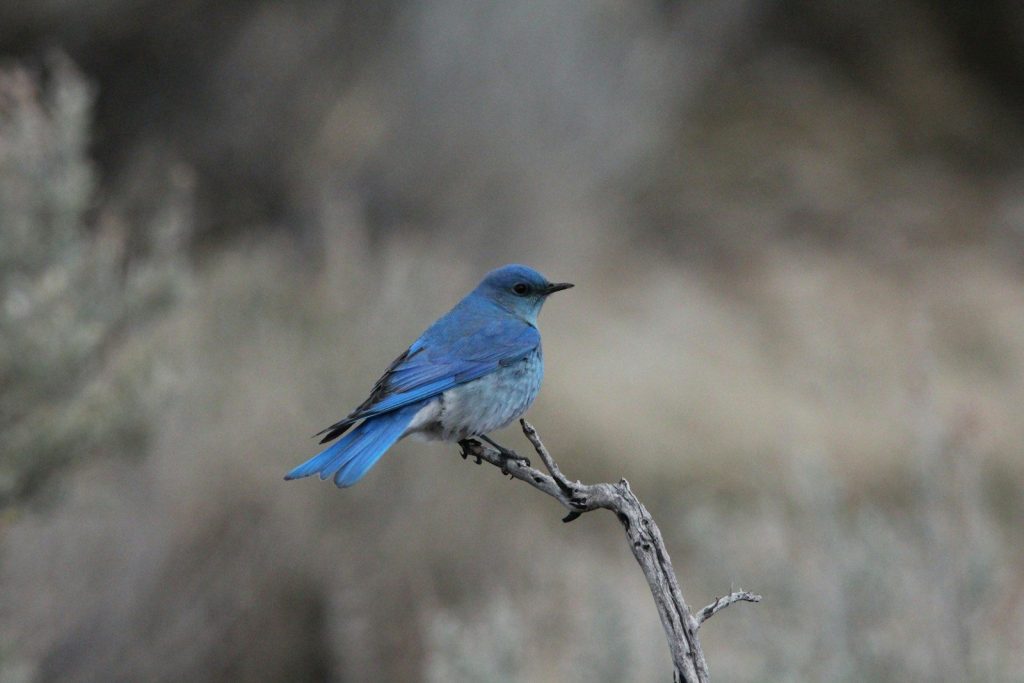 A beautiful bluebird perches on a branch.