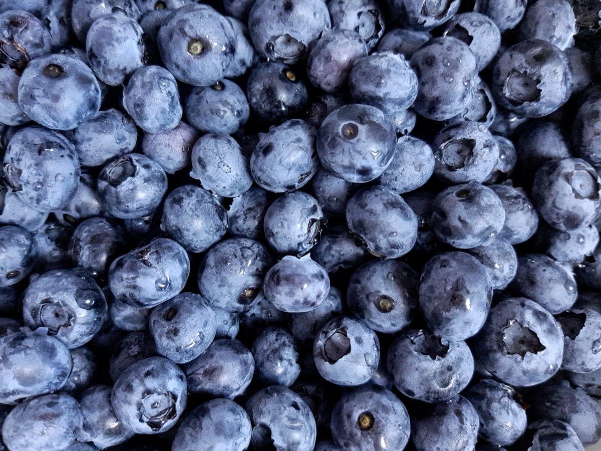 blue berries on white background