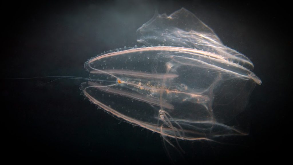 a large jellyfish swimming in the water