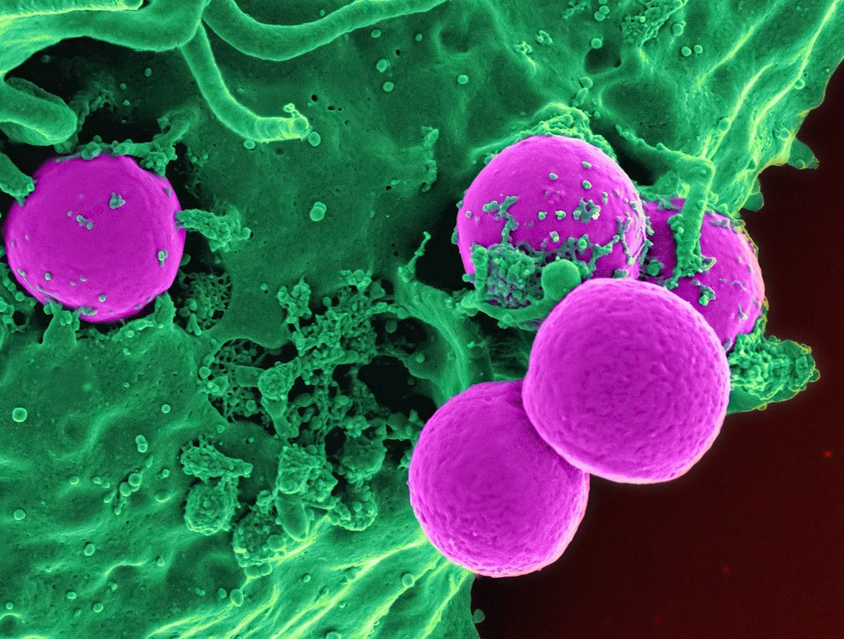 a group of purple and green cells in a blood vessel
