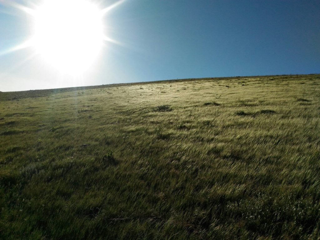 green grass field during daytime