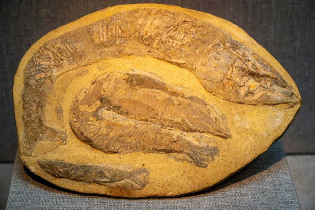 Fossilized eel and fish preserved in stone
