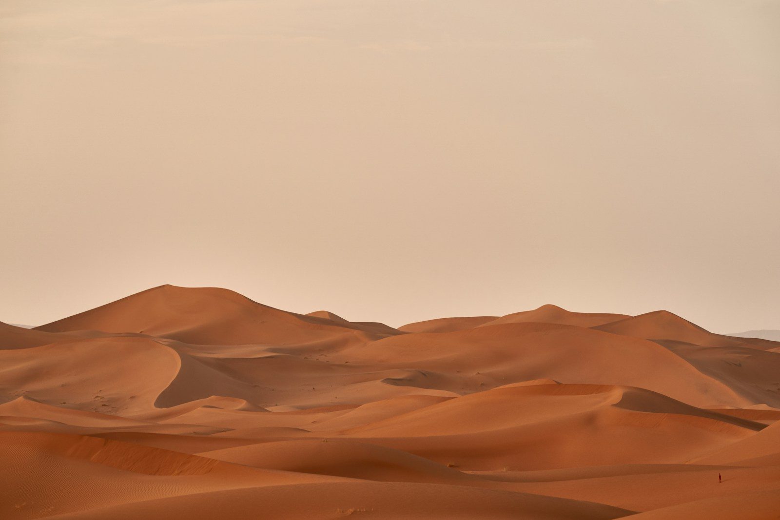 How deserts stay alive with almost no water