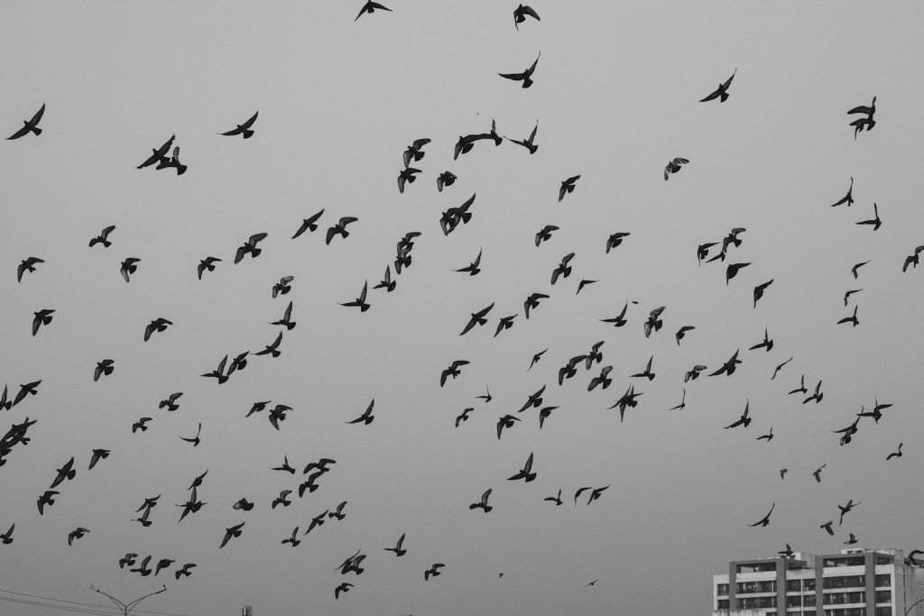 a flock of birds flying in the sky