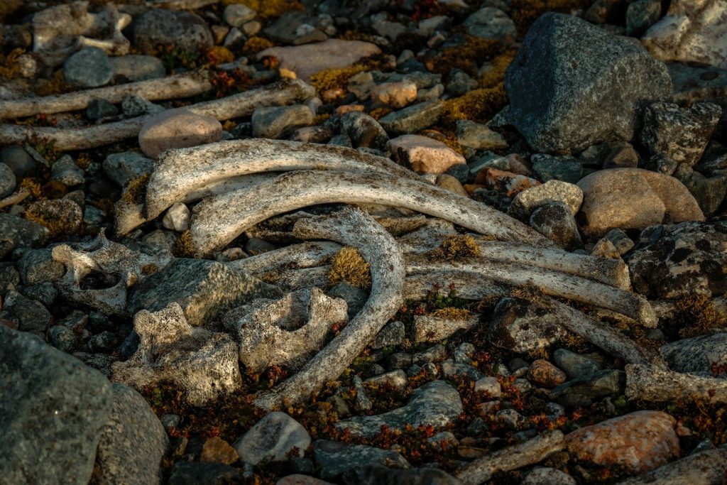 A bunch of dead animals that are laying on the ground