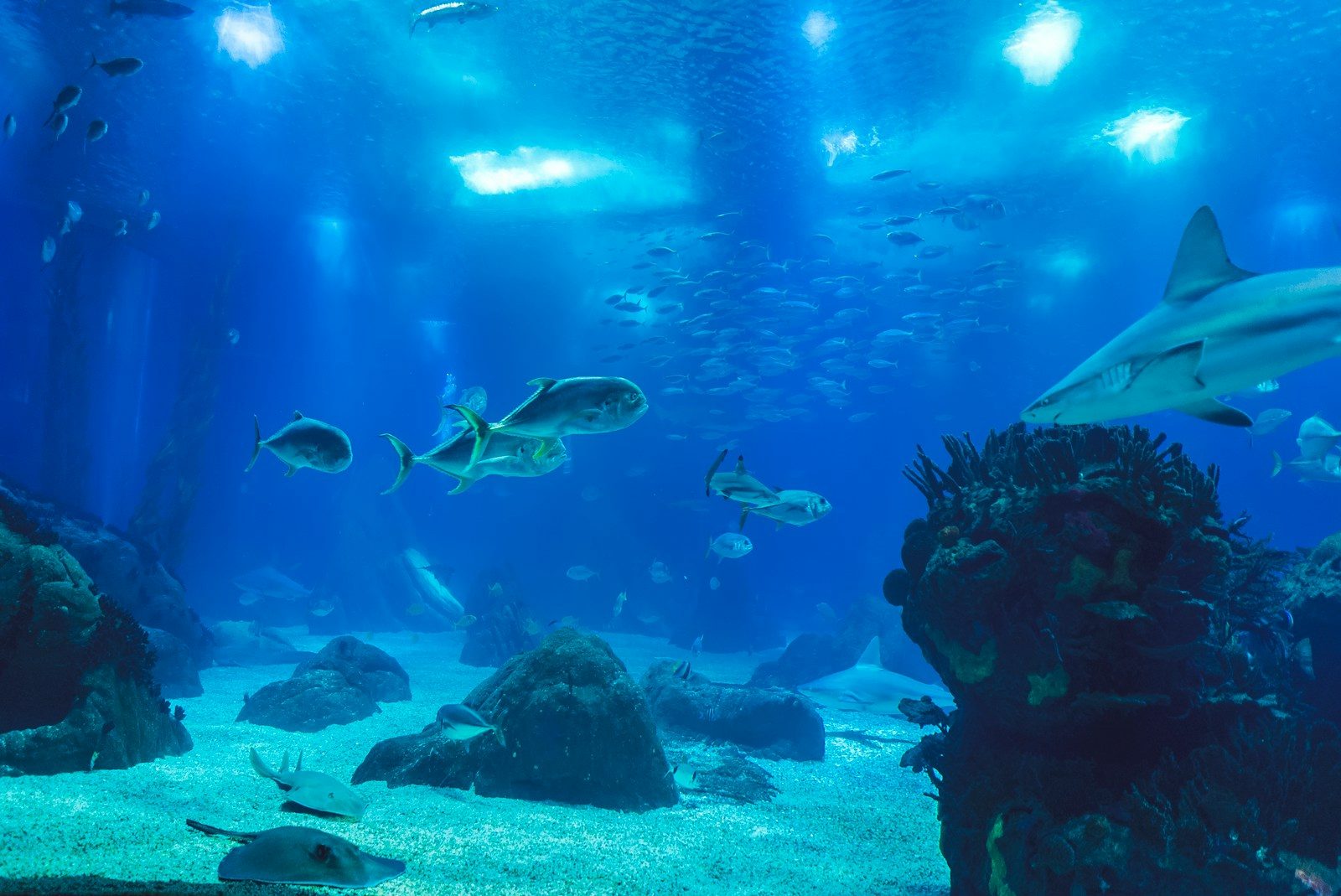 What tiny deep-sea animals can teach us about survival