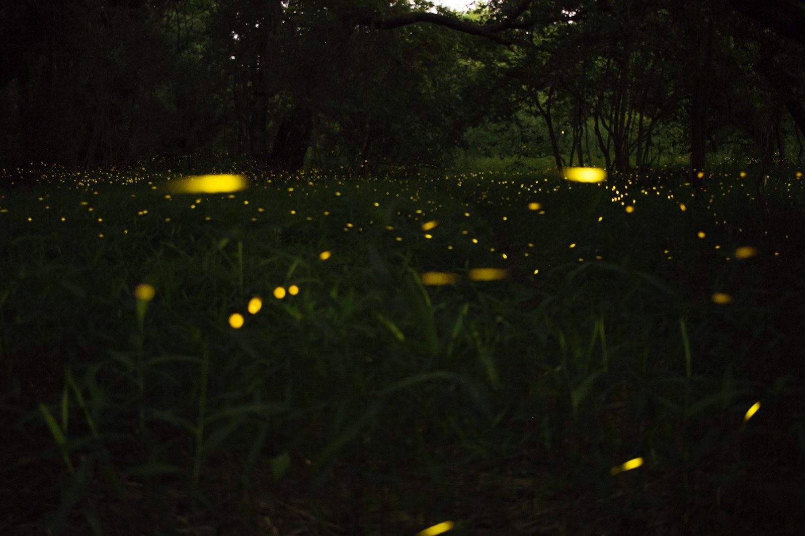 Why fireflies glow like tiny lanterns