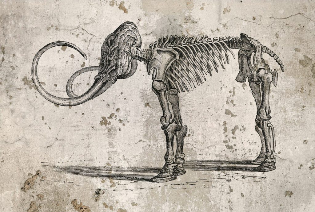 A drawing of a dog with a skeleton on it's back