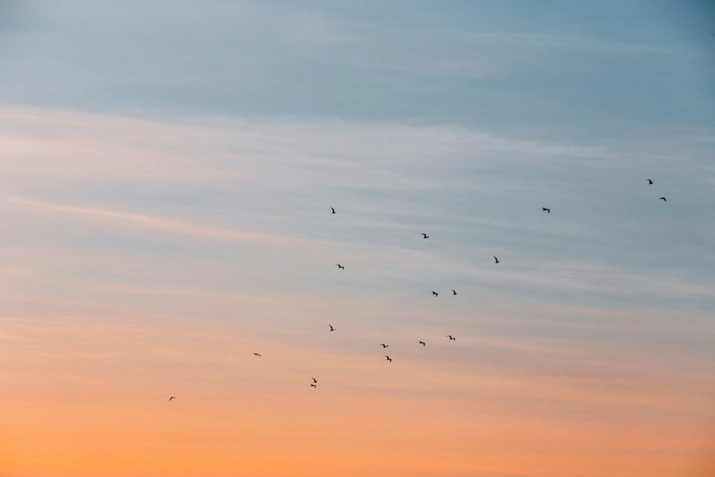 flock of bird at the blue and orange skies