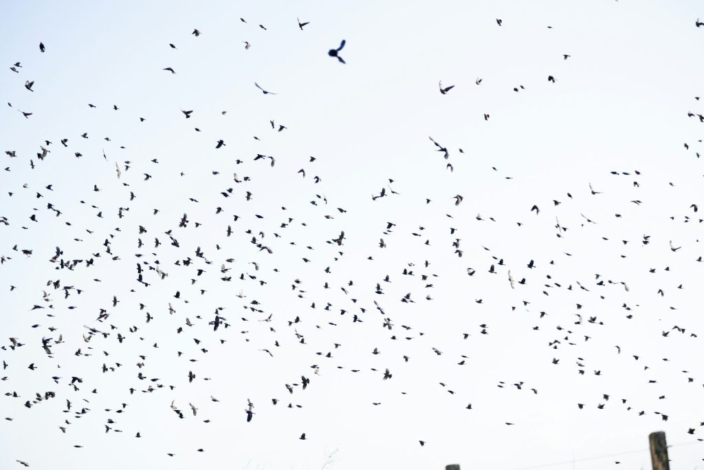 A large flock of birds flying in the sky.