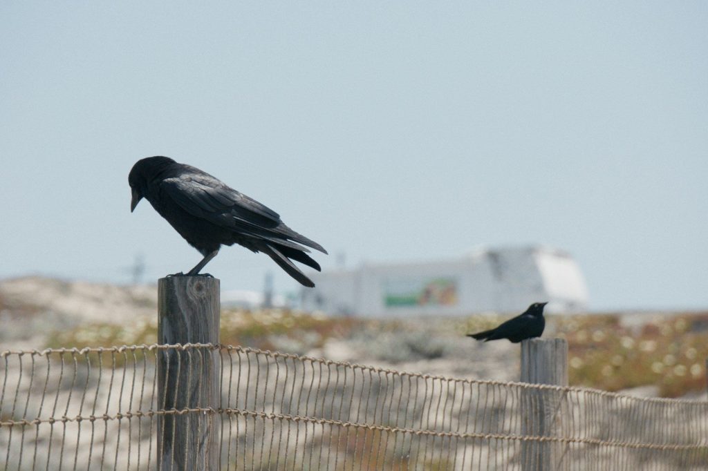 Two black birds perched on a wooden fence.