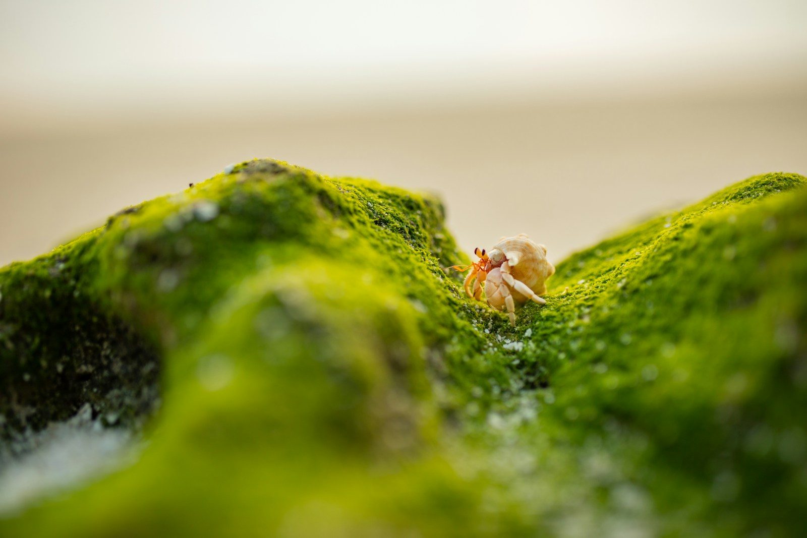 Why tiny crustaceans are making big news in ocean science