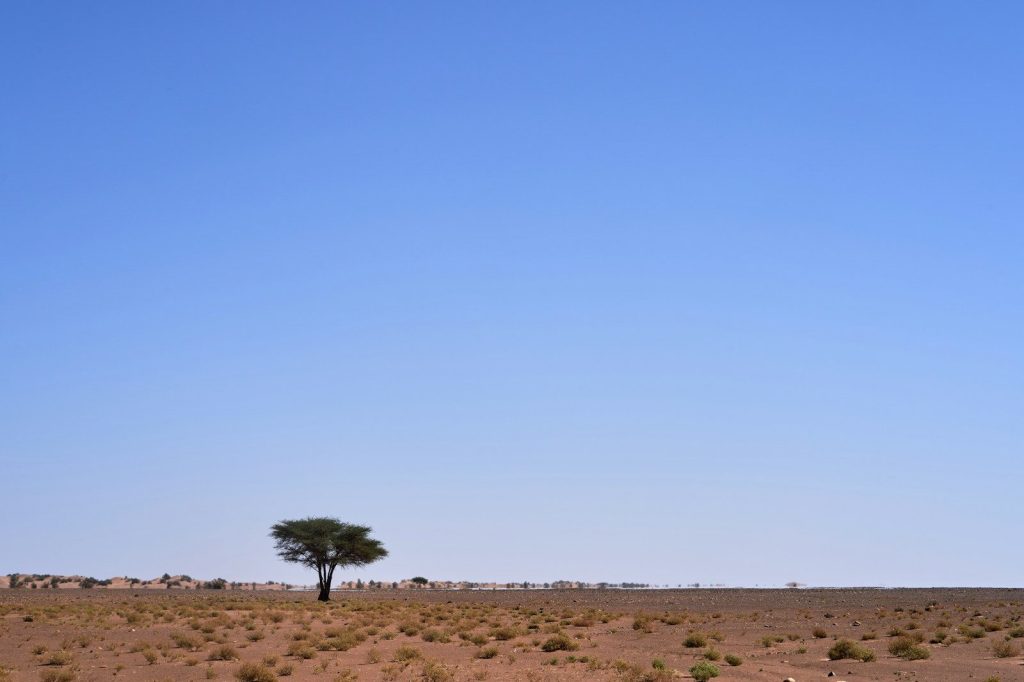 grey tree under blue sky