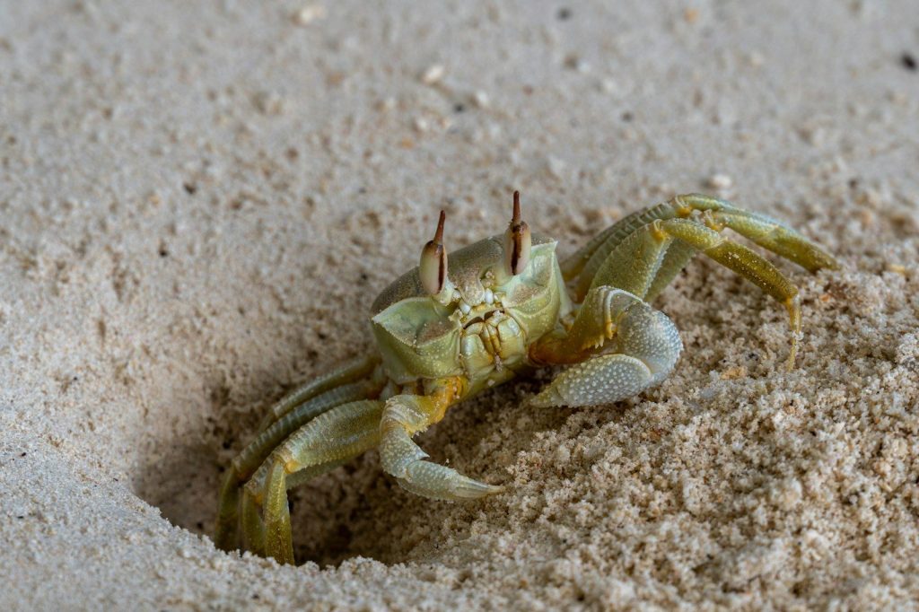 a small crab is sitting in the sand
