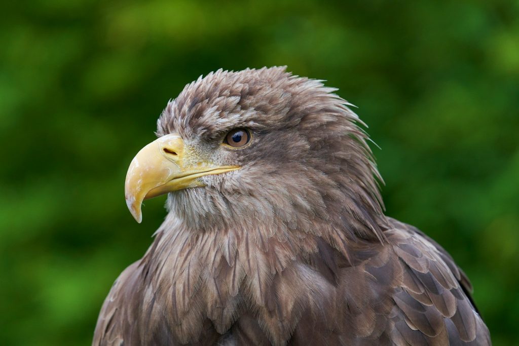 brown and white eagle in tilt shift lens