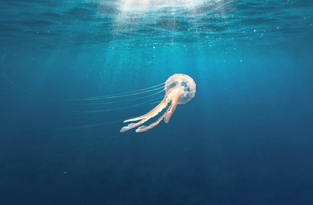 a jellyfish swims in the ocean water