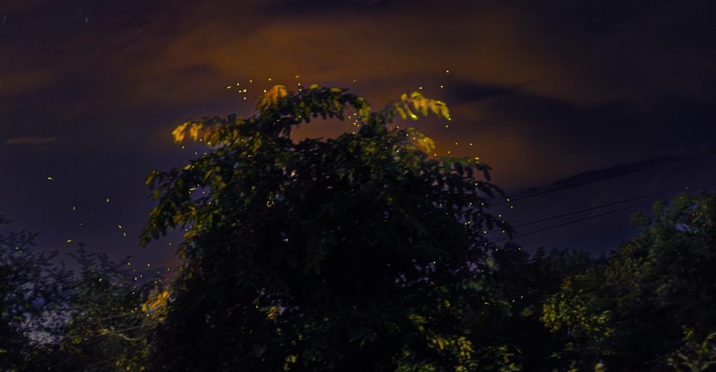 A night time view of the city lights and trees