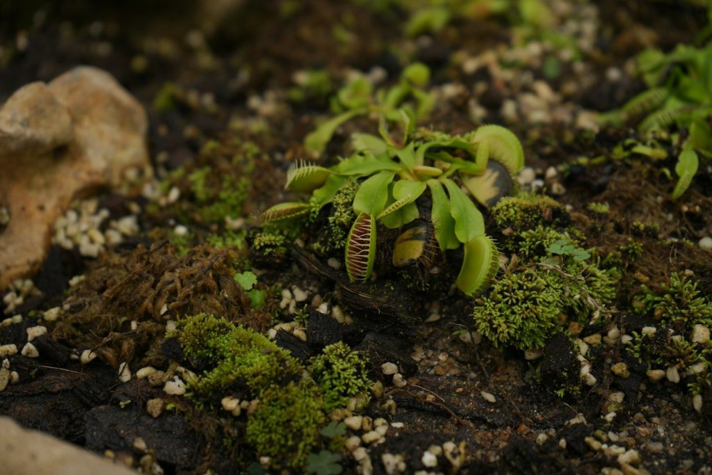 a close up of a plant in a pot