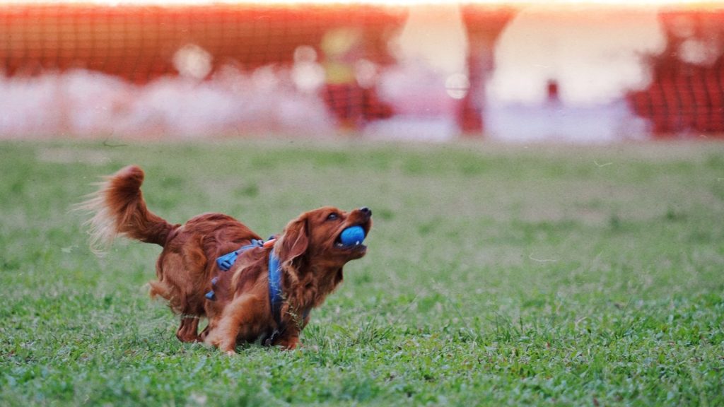A brown dog runs on grass with a blue ball