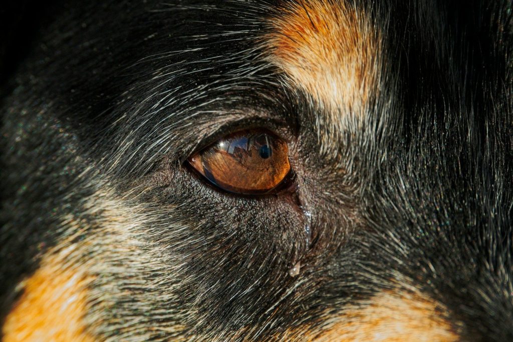 a close up of a dog's eye