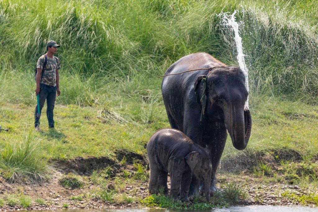 Man watches elephants by a riverbank