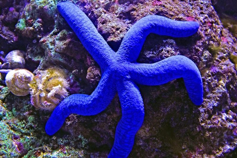 a blue starfish on a coral reef