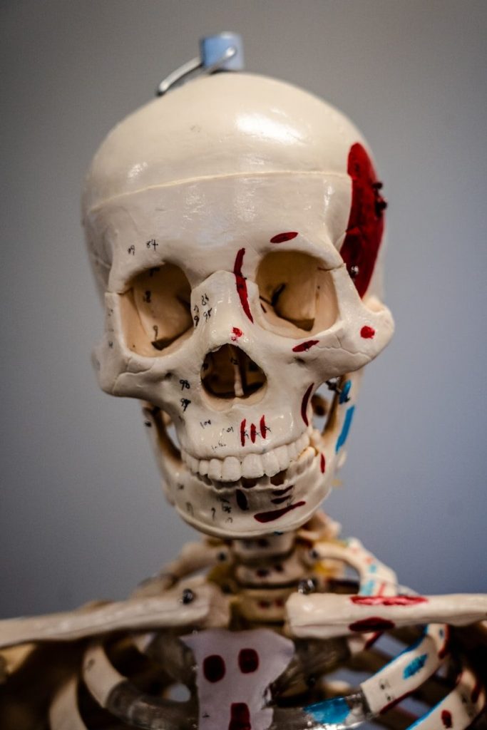 A close-up of a skeleton model with red markings.