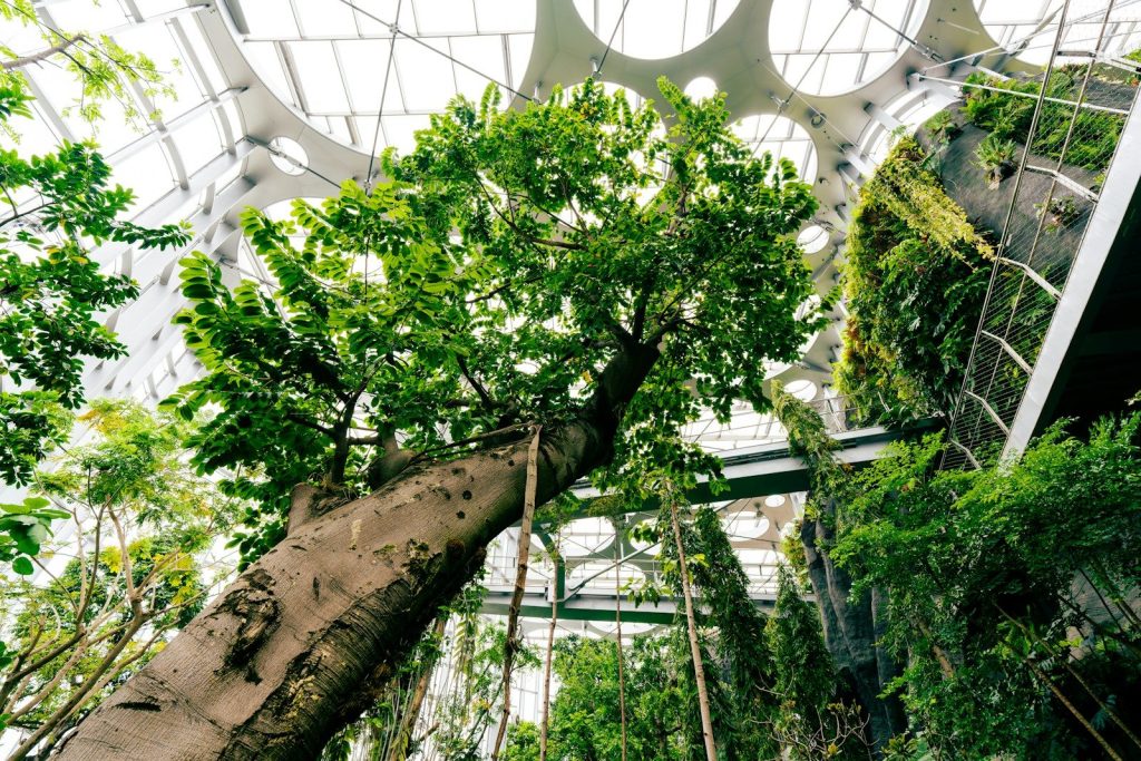 Tall tree and lush greenery inside a modern glass structure.