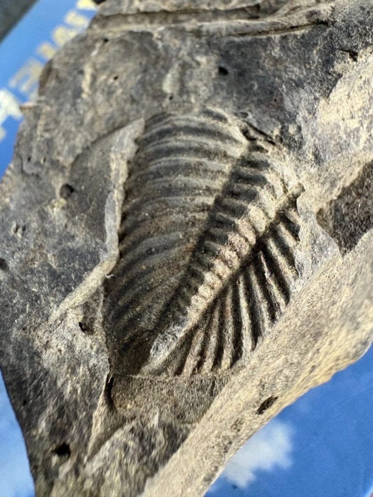 Fossilized trilobite imprint on gray rock