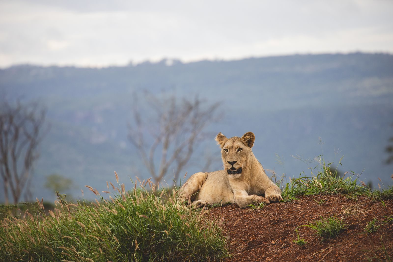 The Surprising Biological Secrets of Apex Predators