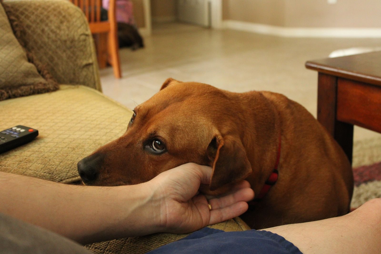 A brown dog rests its head on a human hand, showing affection and loyalty indoors.