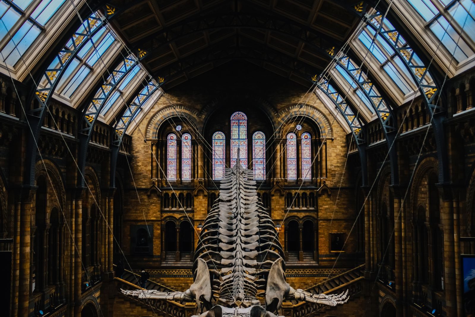 Majestic dinosaur skeleton displayed in museum's grand hall with stained glass windows.
