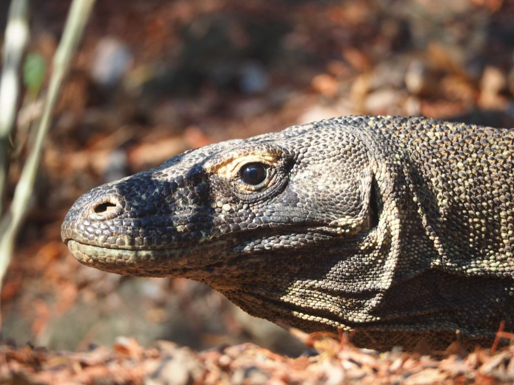 A detailed close-up of a Komodo dragon in its natural habitat, showcasing its textured scales.