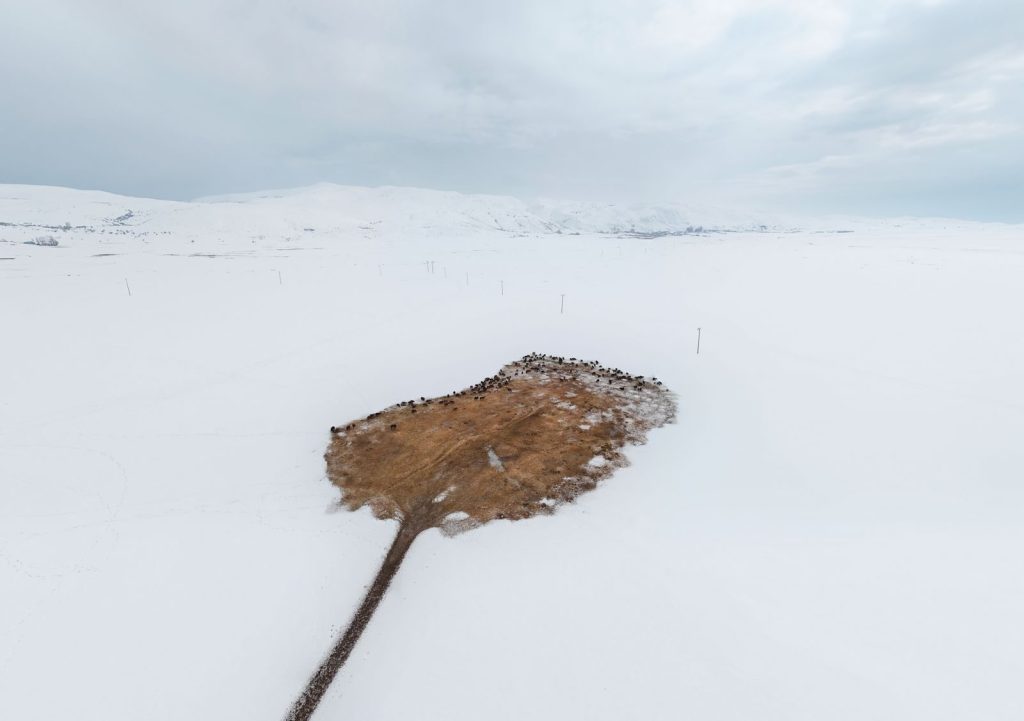 A birds-eye view of a herd gathered on a snowy pasture, showcasing winter wildlife behavior.