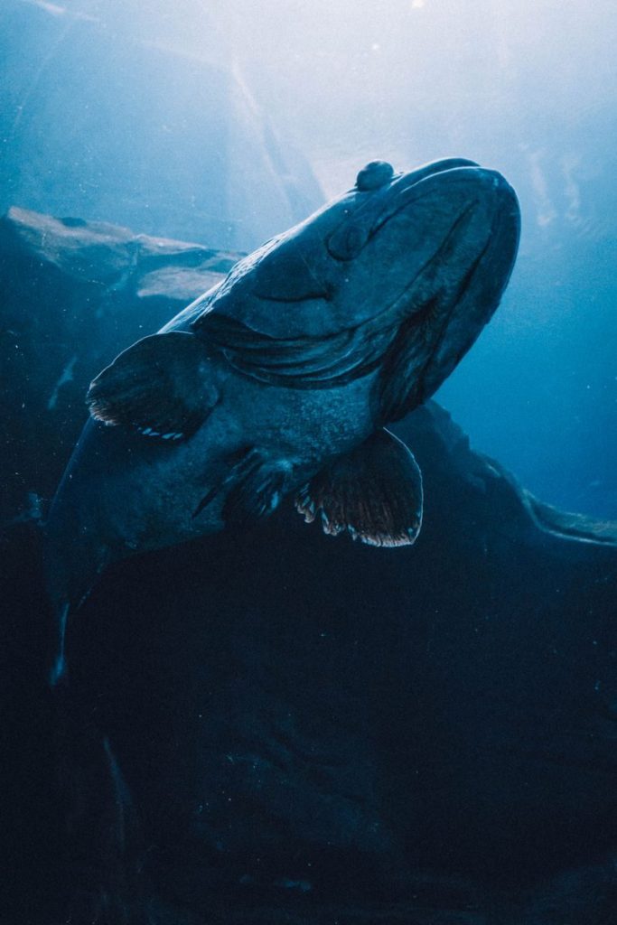 A captivating underwater shot of a giant grouper fish showcasing its grace in the deep blue sea.