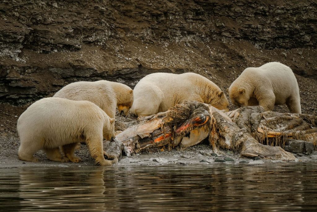 Four polar bears feeding on a whale carcass along a rocky Arctic shoreline.