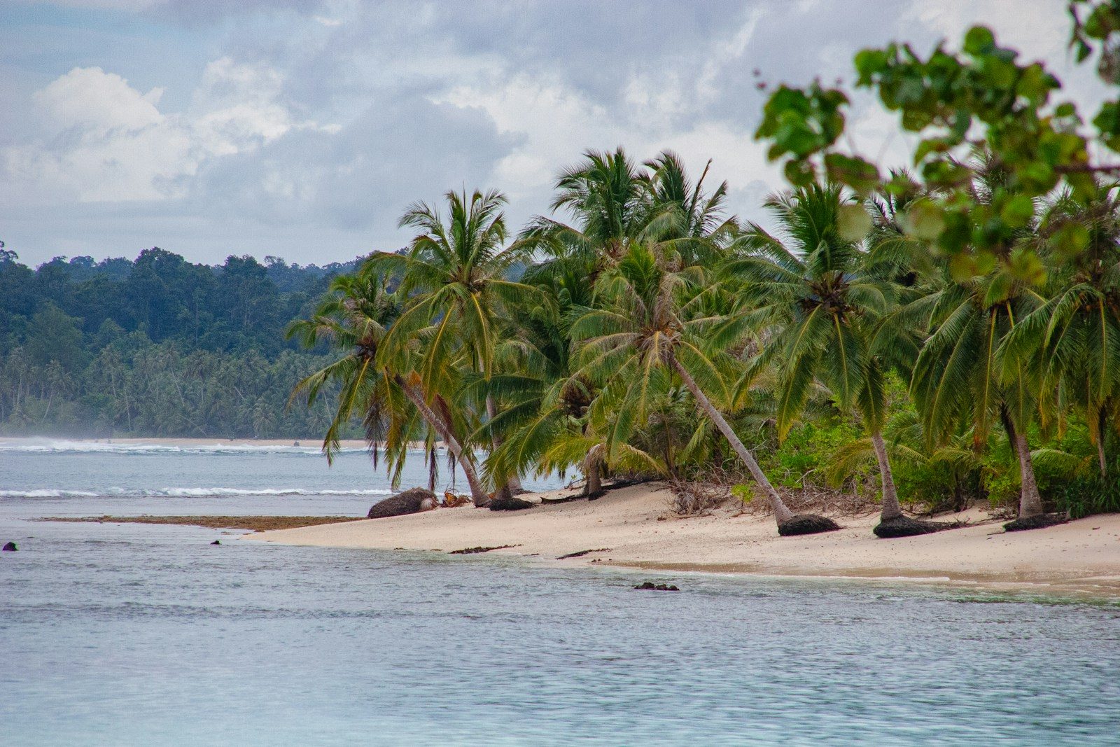 Palm trees line a tropical beach with calm ocean waves.