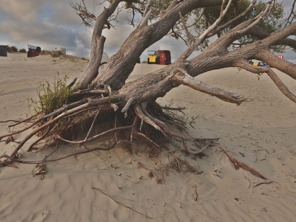 A tree with exposed roots leans over sandy dunes with distant beach huts.