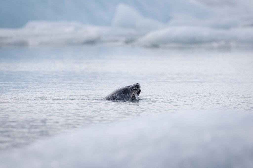 Seal swimming among icebergs in cold, serene Arctic waters. A tranquil wildlife moment.