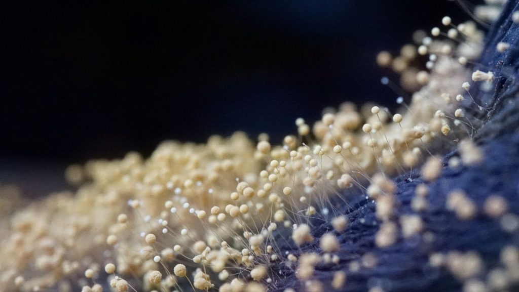 Macro photograph of mold spores on a dark surface, highlighting intricate structures.