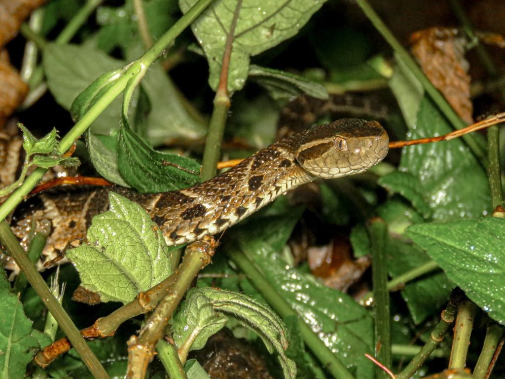 Detailed image capturing the Jararaca snake among lush green foliage in Brazil's natural habitat.
