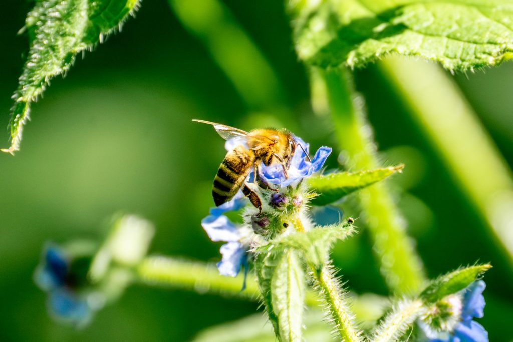 Close-up of a honeybee collecting nectar from a vibrant blue flower against a lush green background.