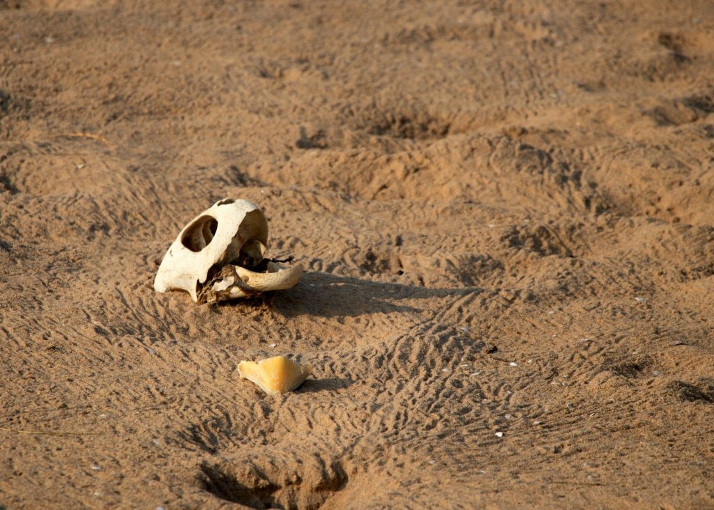 A bird's skull in the middle of a sandy area