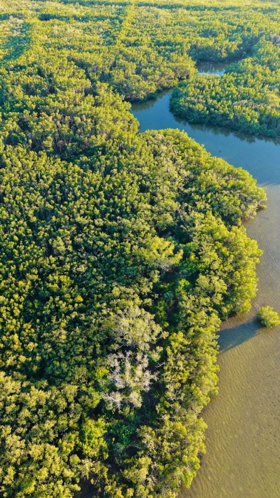 Aerial view of a lush mangrove forest with winding waterways.