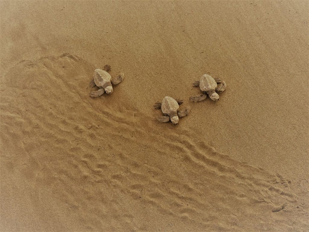 Three baby sea turtles making their way across a sandy beach, leaving tracks behind them.